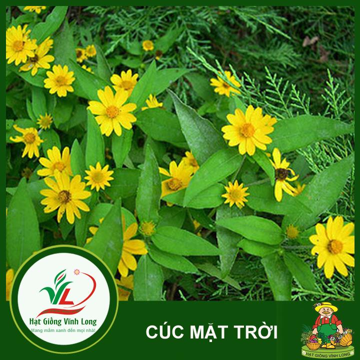 Hạt giống hoa Cúc mặt trời RD 923 - 0,1g