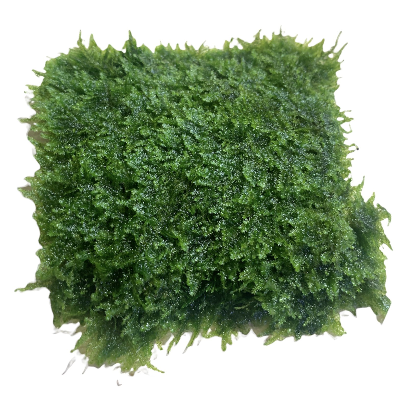 Rêu Mini Taiwan, Spinky, Weeping, Flame Moss Trang Trí Hồ Cá Thuỷ Sinh