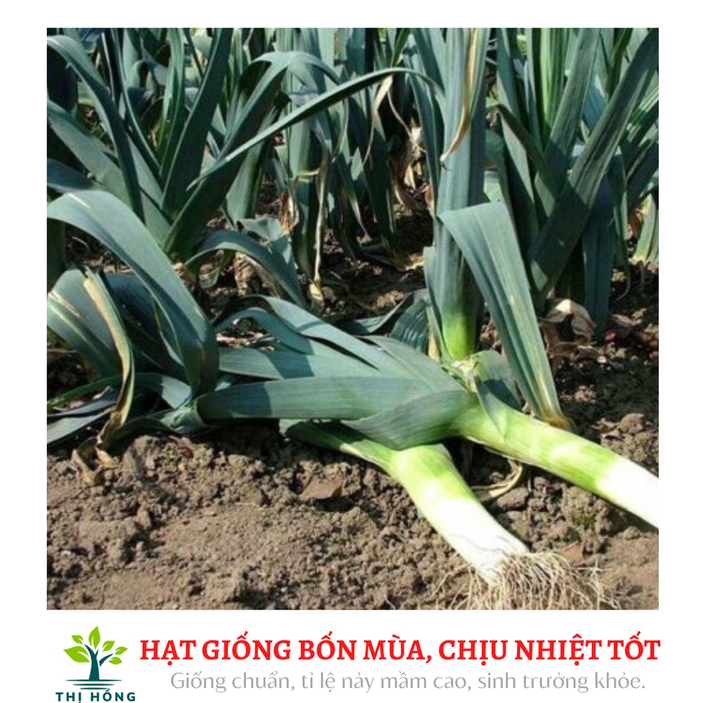 Hạt giống tỏi tây 2g (lá xanh đậm, dọc trắng cứng).