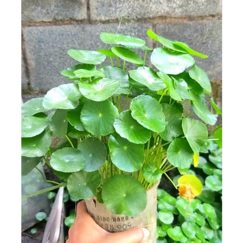 Cây Cỏ đồng tiền trồng thủy sinh (cụm 20 cây)