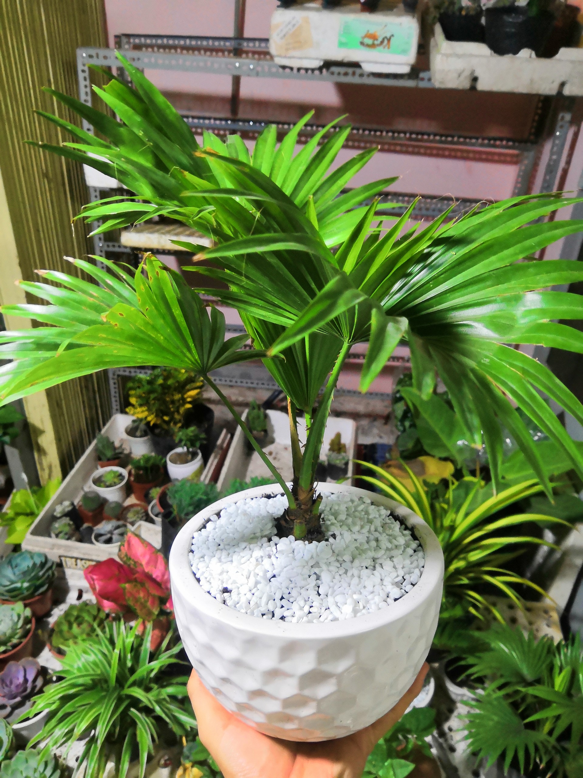 Cây Cọ Nhật