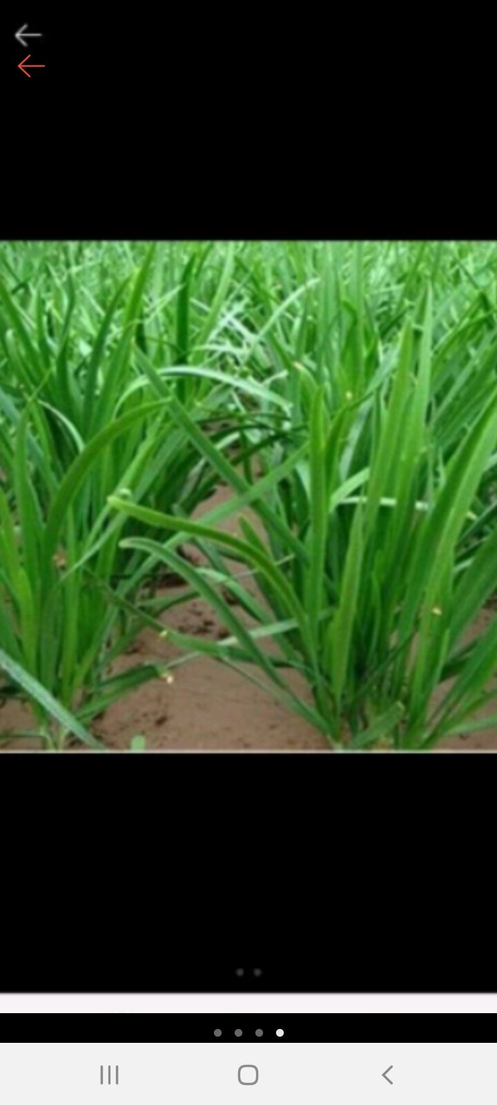 20 cây hẹ giống
