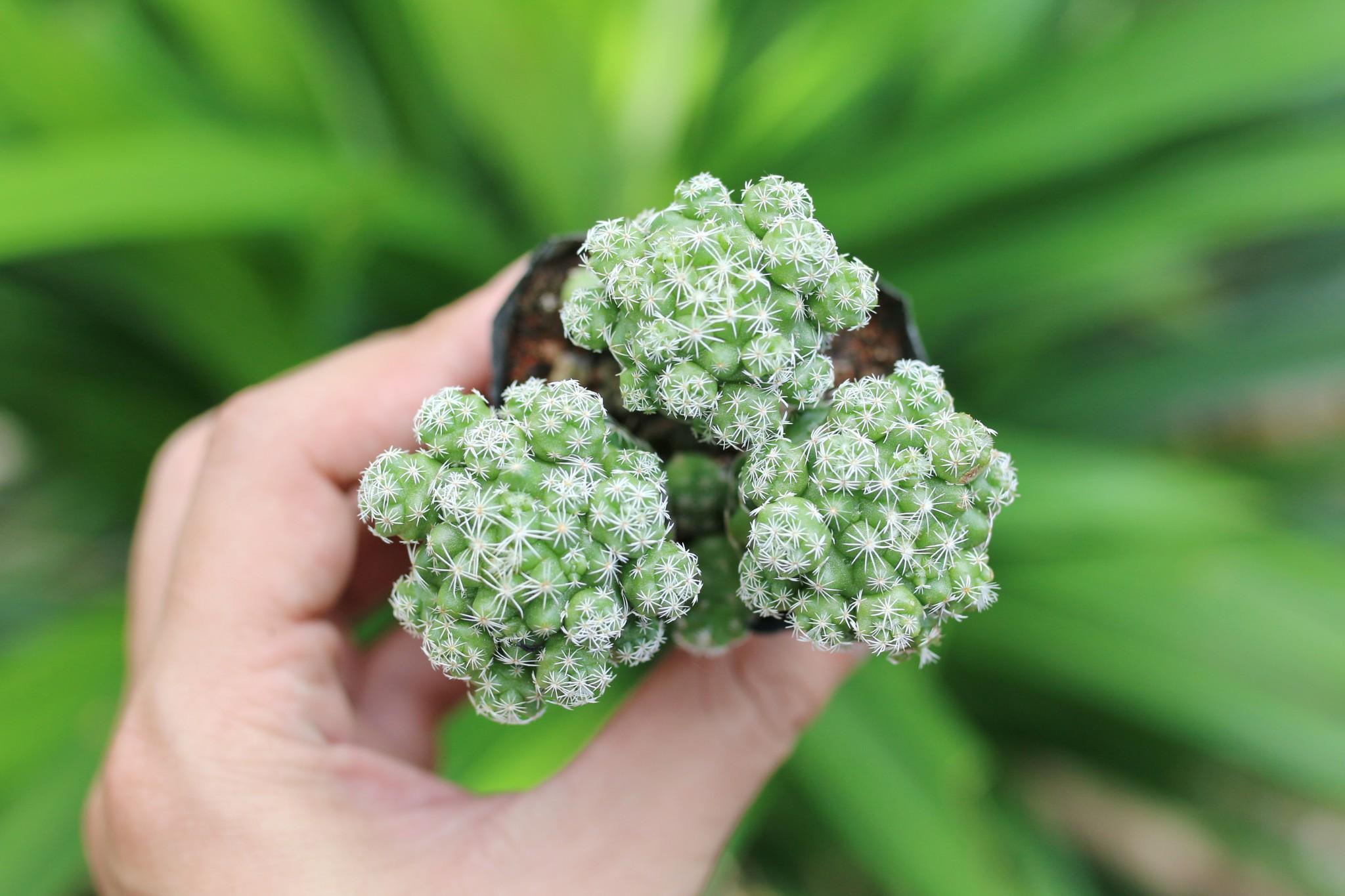 Xương Rồng Trứng Chim