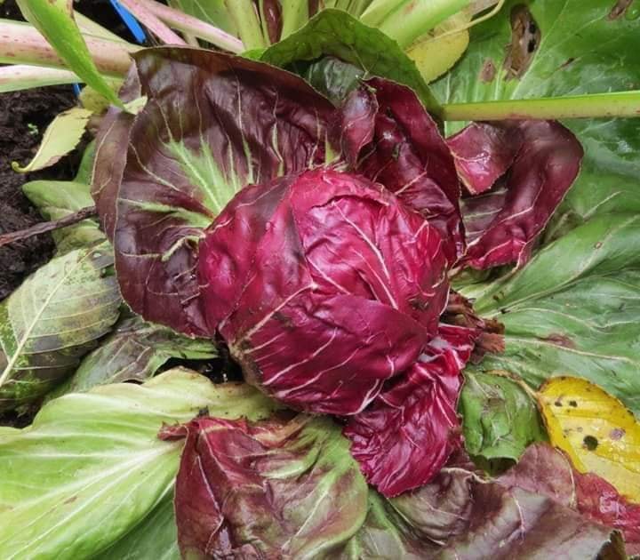 Hạt giống rau xà lách cuộn tím - Gói 0.2gram