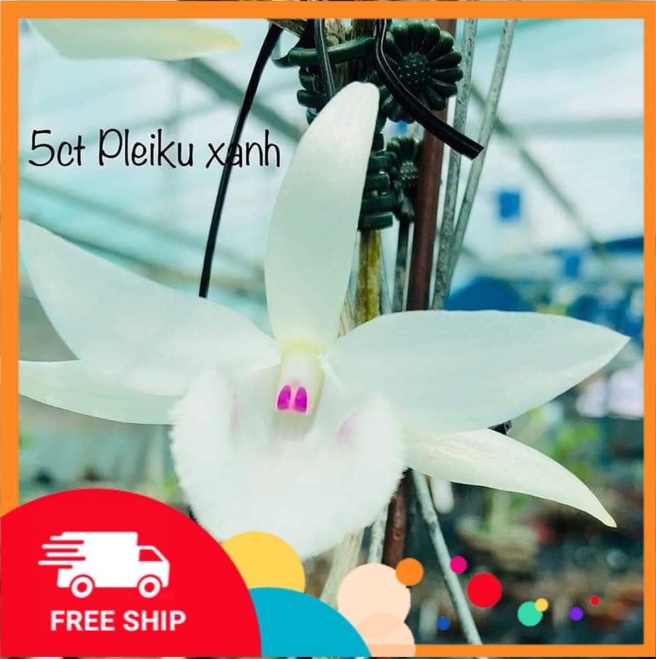 (Shop uy tín) Phi điệp đột biến 5 CT PLEIKU XANH cấy mô, ki to khỏe hoa cực hiếm