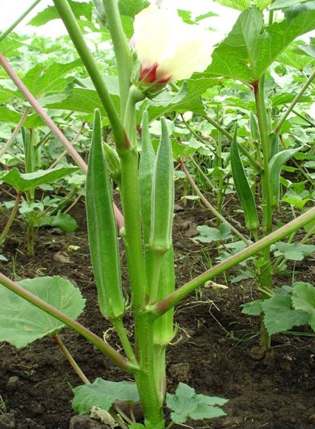 "Gói 10Gr=215Hạt " Hạt giống đậu bắp xanh cao sản 10gr