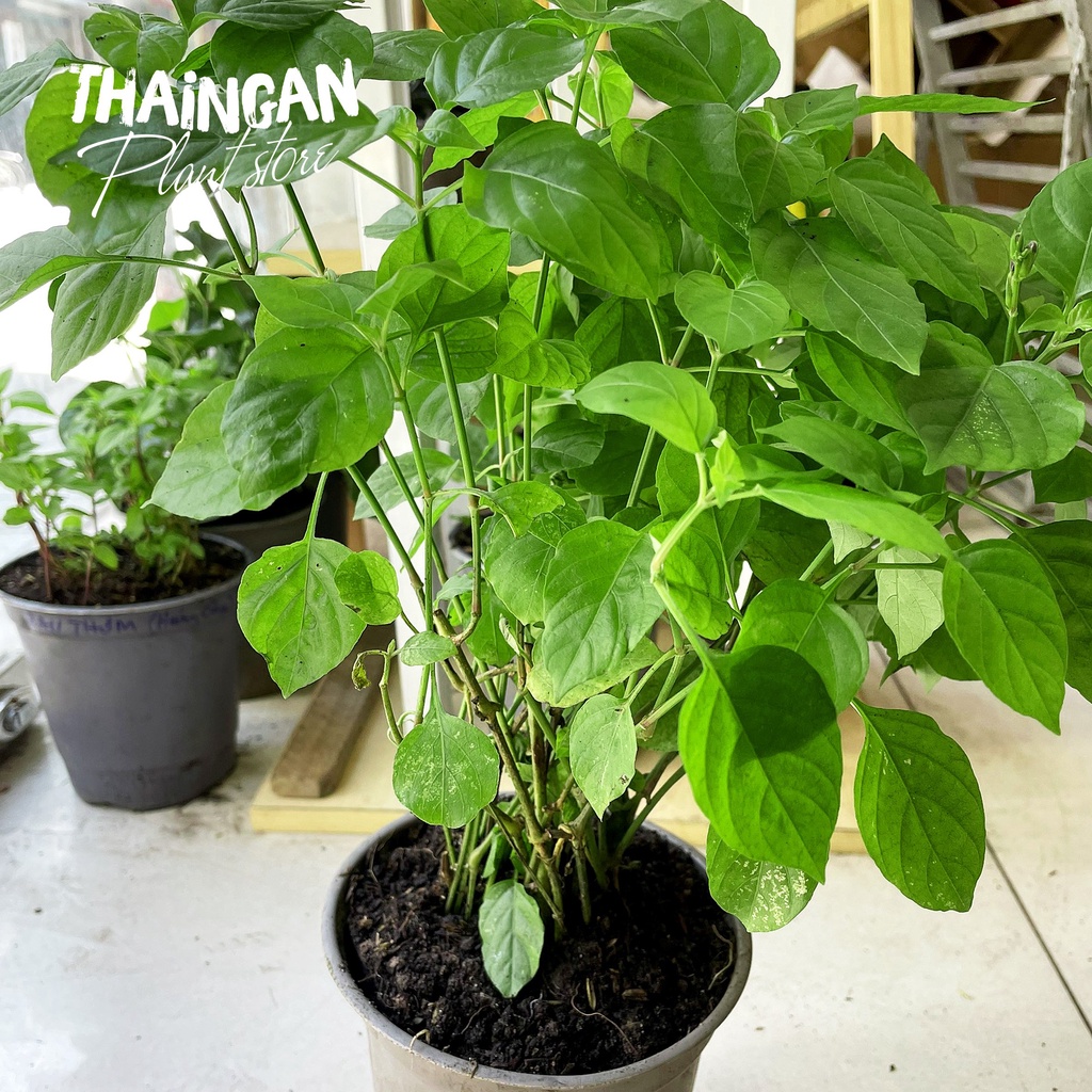 Bồ Ngót Nhật