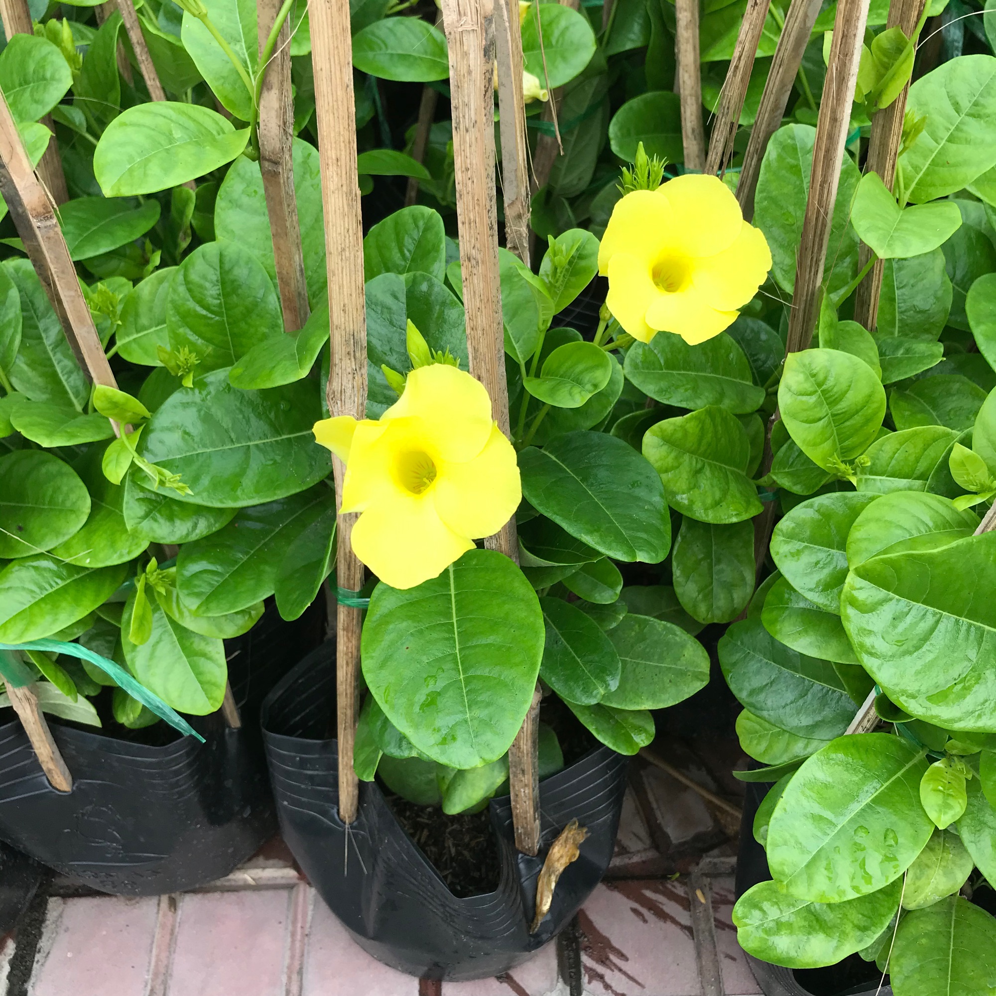 Cây Huỳnh Đệ (Cây leo) - Cây cảnh sân vườn