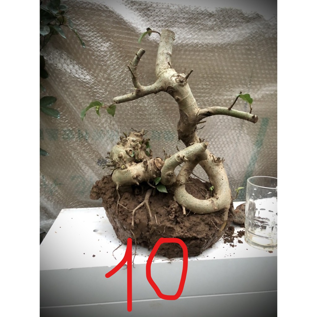 Cây sung bonsai phôi (ảnh thật) đánh số 1-20.