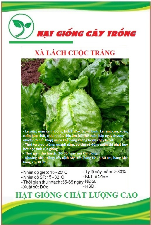 Hạt giống rau xà lách cuộn trắng - Gói 0.2gram