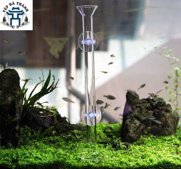 [Hoàn Tiền 10%] Bộ ống 35cm và chén cho tép ăn- Dụng cho cho tép ăn bằng thủy tinh- Phụ kiện bể cá cảnh thủy sinh tép cảnh