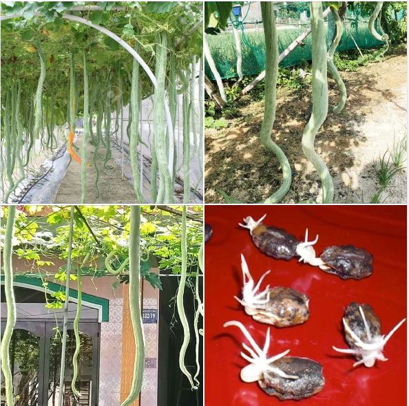 "Gói 5 Hạt " Hạt Giống Mướp Nhật(Mướp Rắn )