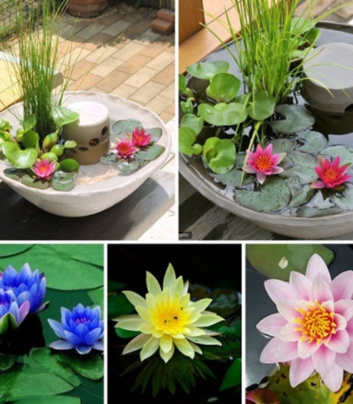 10 HẠT GIỐNG HOA SÚNG THÁI NHIỀU MÀU