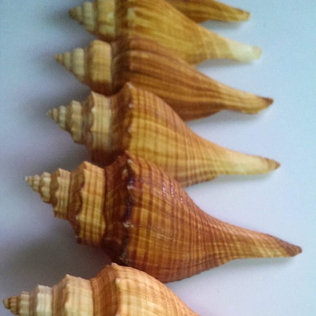 Vỏ ốc đùi gà 100gr