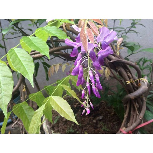 Cây hoa tử đằng +Tặng phân thỏ hữu cơ