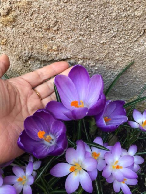 1 Củ hoa nghệ tây saffron