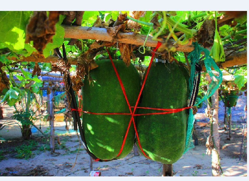 Hạt giống bí đao khổng lồ - Gói 5 Hạt