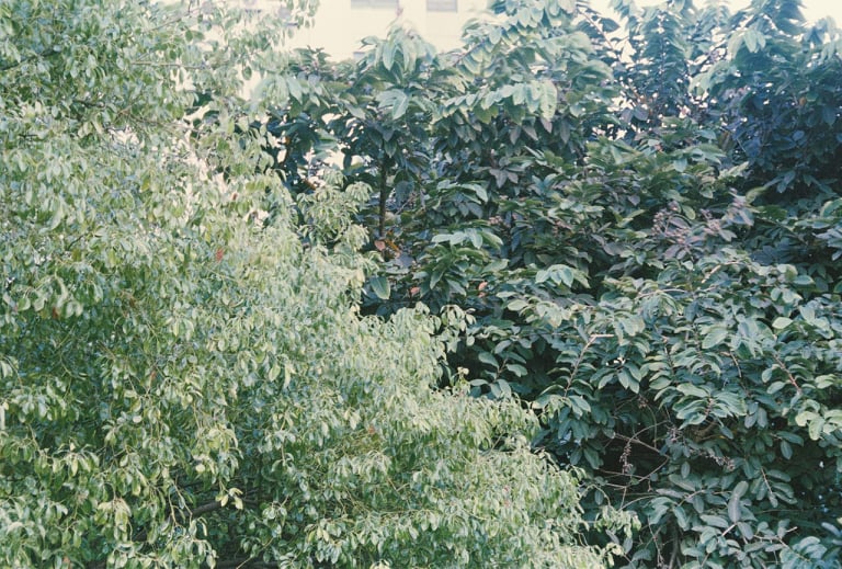 Kodak vision 500T (5279) - iso 100 - 36 kiểu - Chụp được máy PnS