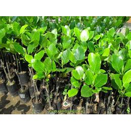 Cây Mít Malai Ruột Đỏ Sơ Đỏ cam kết chất lượng (tặng 2 cây quế giống)