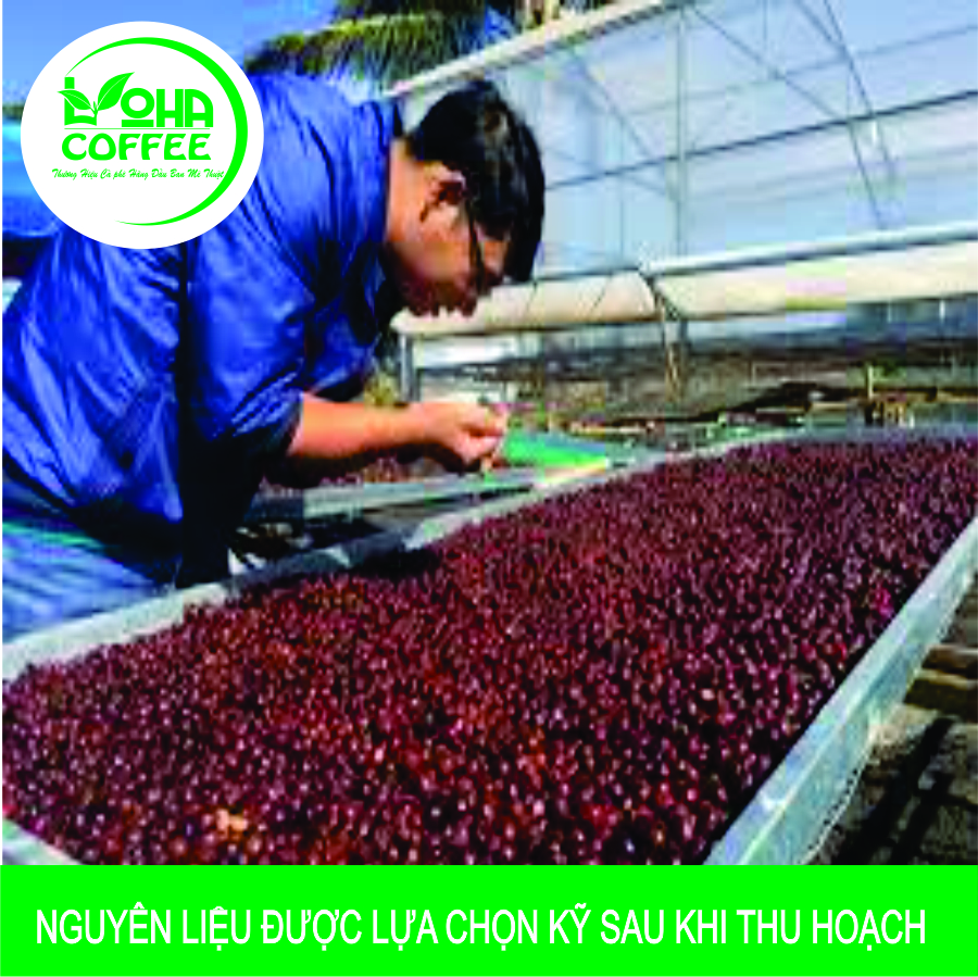 500gr Cà Phê Hạt Arabica Đà Lạt Rang Mộc Dạng Hạt Pha Máy -LOHA COFFEE