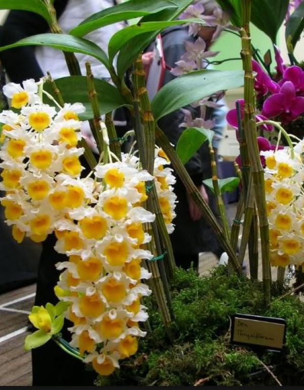 Lan Kiều Vàng hoa đẹp bó 200g 55k