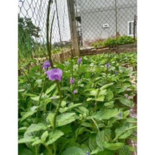 Combo 10 cây đuôi chuột hoa tím (Cây mạch lạc)