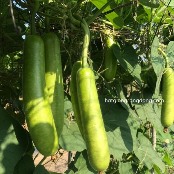 Phân Trùn Quế Cao Cấp Dạng Viên Nén 1Kg