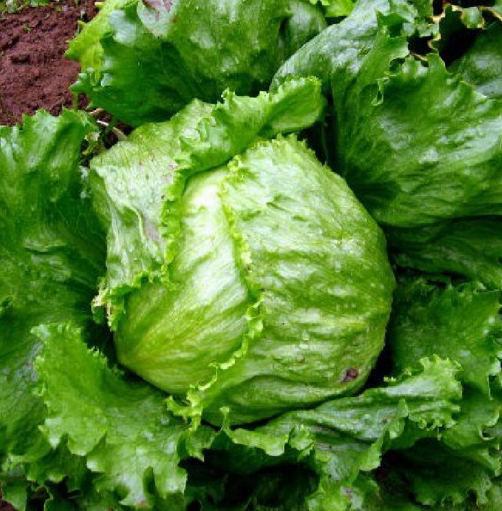 Hạt giống rau xà lách cuộn trắng - Gói 0.2gram