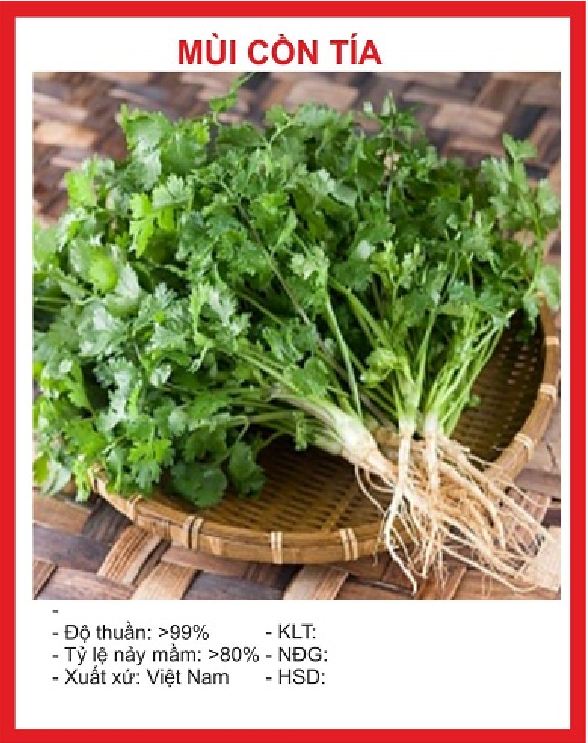 Hạt giống rau mùi cồn tía ( mùi ta ) - Gói 20gram