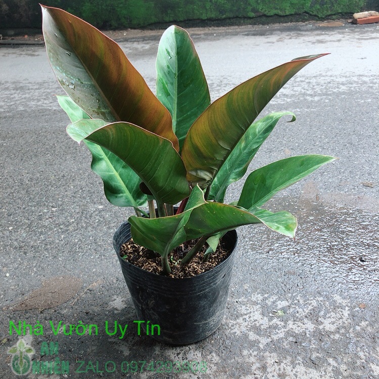 Trầu bà đế vương đỏ