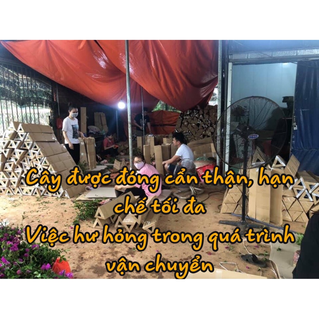 Cây Na Dứa Đài Loan