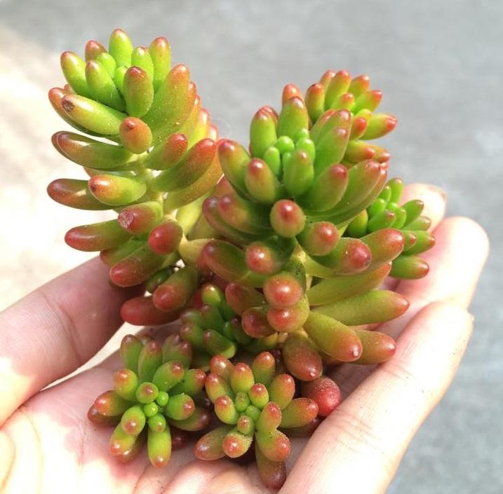 Sen Đá Thạch Ngọc Đỏ