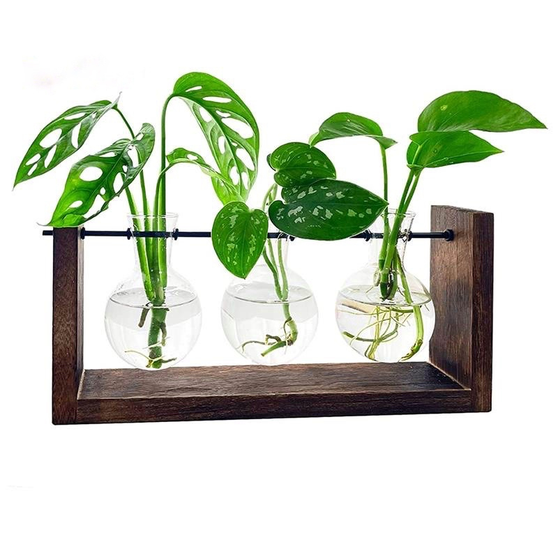 Cây trồng thuỷ sinh để bàn 2