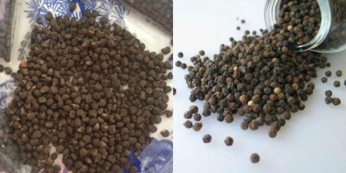 Cây xạ đen giống chính hiệu Hoà Bình