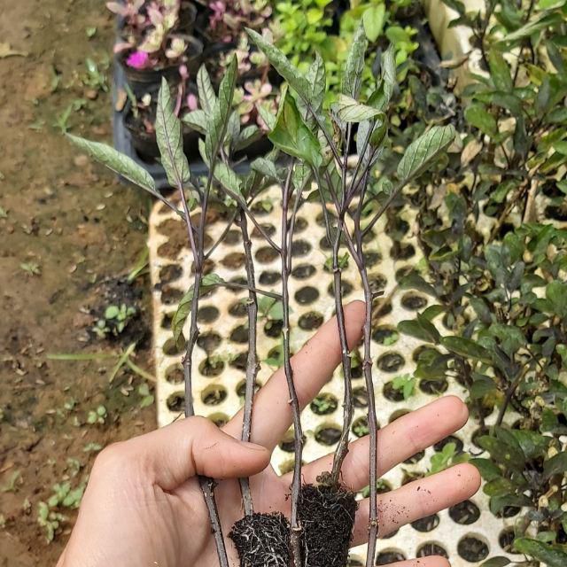 Combo 5 cây giống Dưa hấu Pepino (Tím/vàng)