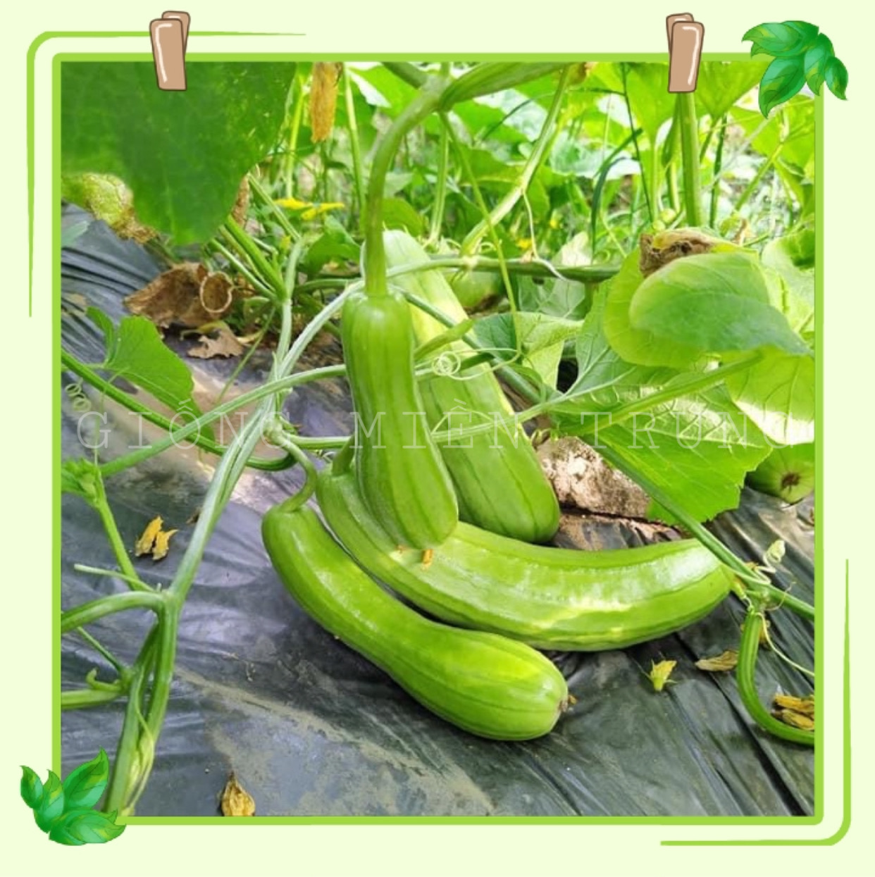 1g Hạt giống dưa gang sai trái