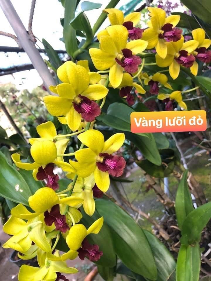 Hoa lan vàng lưỡi đỏ