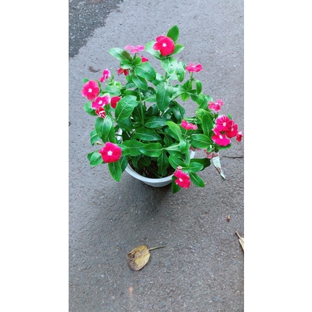 Chậu Hoa Dừa Cạn (đỏ,trắng,hồng đậm,hồng nhạt)
