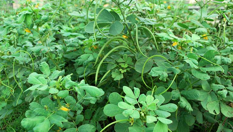 1kg HẠT MUỒNG TO ĐỀU ĐẸP - chất lượng