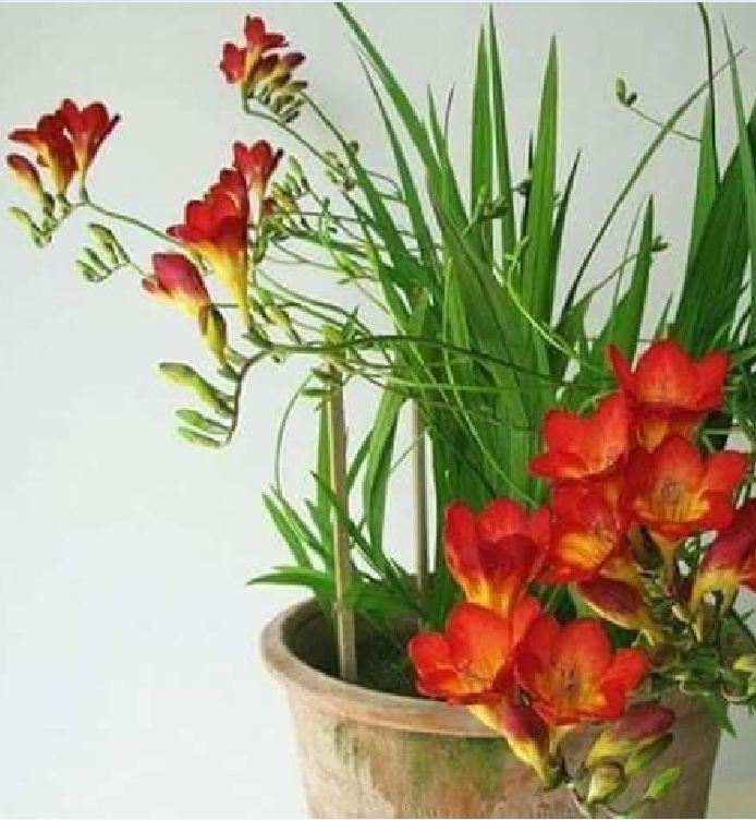 Củ hoa lan nam phi hoa màu hồng - 1 củ