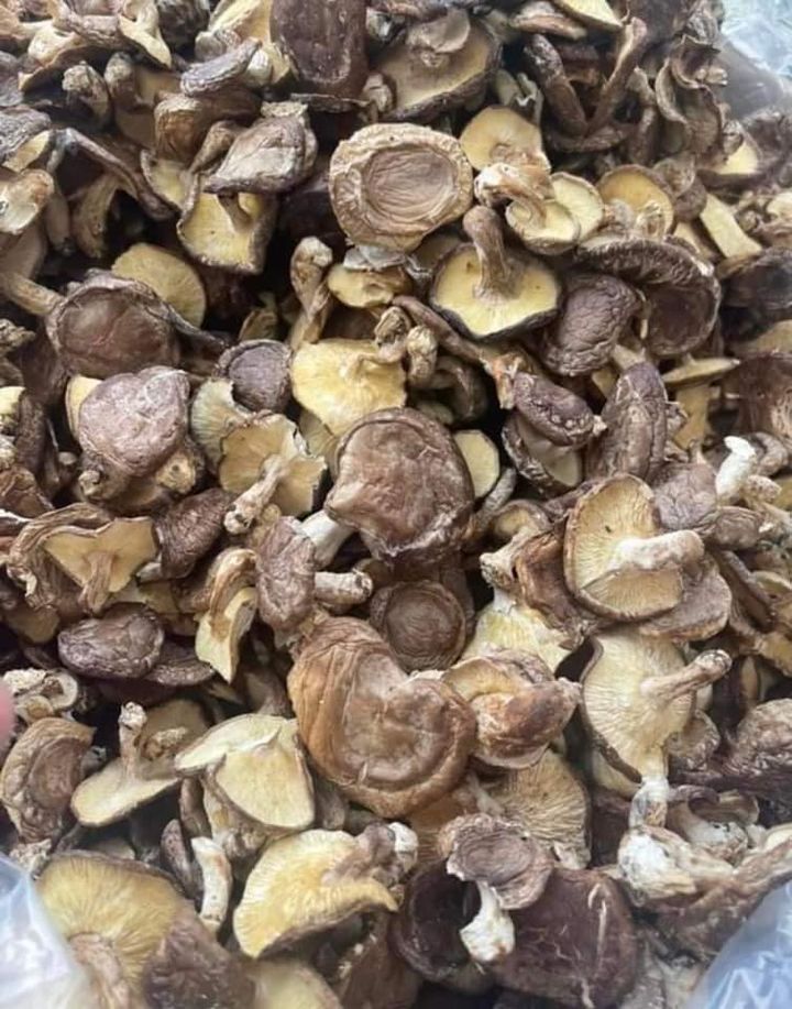 Nấm hương rừng Tây Bắc