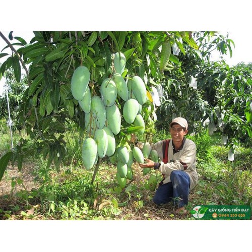 Cây giống xoài khổng lồ