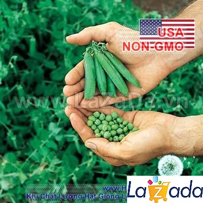 10Gr Hạt Giống Đậu Hà Lan Xanh THU HẠT (A3.402| Y1*W53*M030)