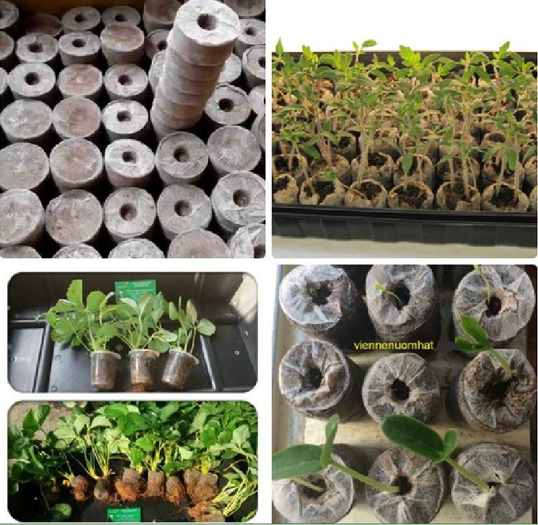 Bộ Viên nén sơ dừa ươm hạt giống ( 10 viên )