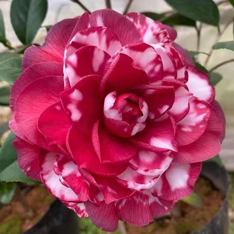 Cây hoa trà my điểm tuyết size trung cao 30-40cm