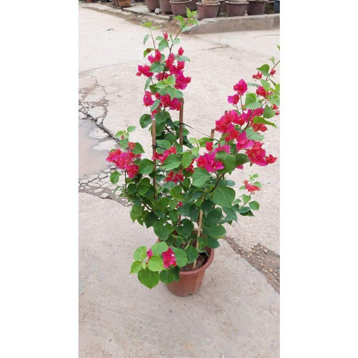 sản phẩm CÂY HOA GIẤY