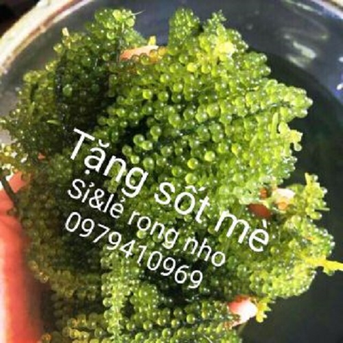 Rong biển (Nho biển) Nha Trang 100gr