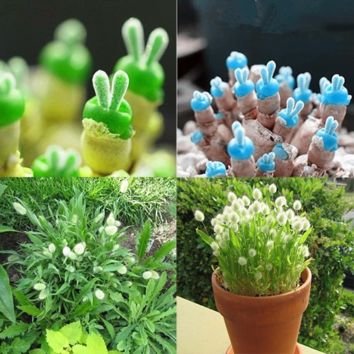 Bộ 2 gói hạt giống cây cảnh mini ( 1 gói Cỏ Đuôi Thỏ 100 hat + 1 gói Cây Tai Thỏ mix 50 hạt )