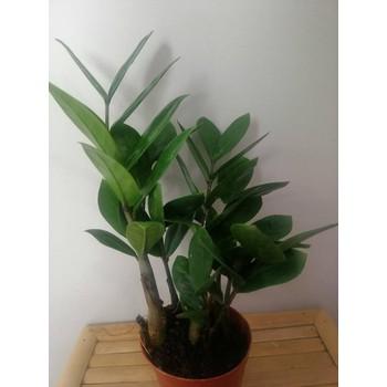Cây Kim Tiền Để Bàn - Chậu Cây Cảnh