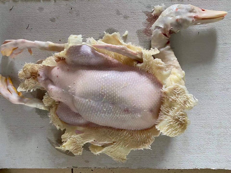 Sáp làm lông vịt, lông ngan siêu nhanh, hiệu quả
